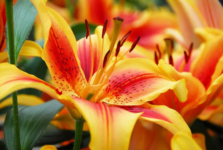 Asiatic Lilies